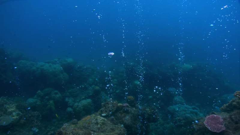 The co2 reacts with water