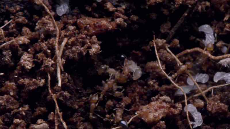 The colony's sterile worker ants attack it on the dominant