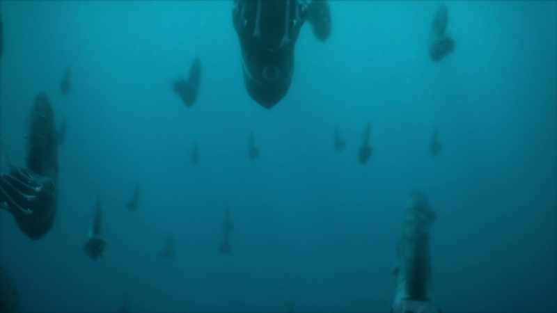The combination of a streamlined profile and a powerful siphon enables them