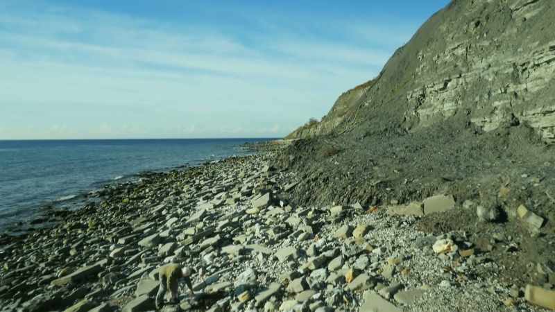 The commonest fossils here are coiled shells called ammonites