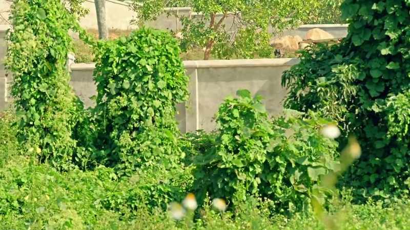 The compound appears to be surrounded by a tall perimeter wall
