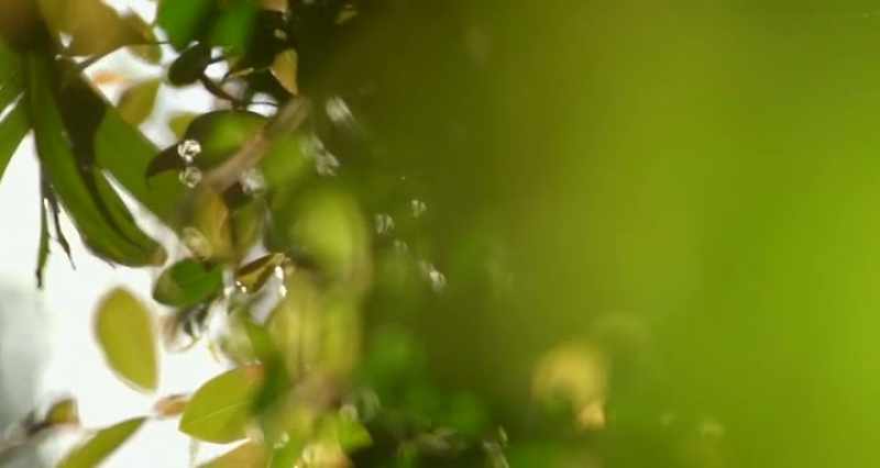 The conscious mind, the latest evolution of the brain