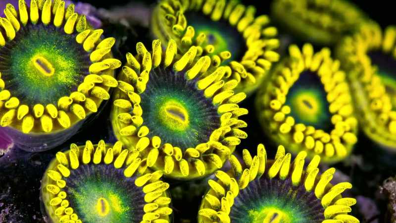 The coral doesn't exist without these little tiny plant cells