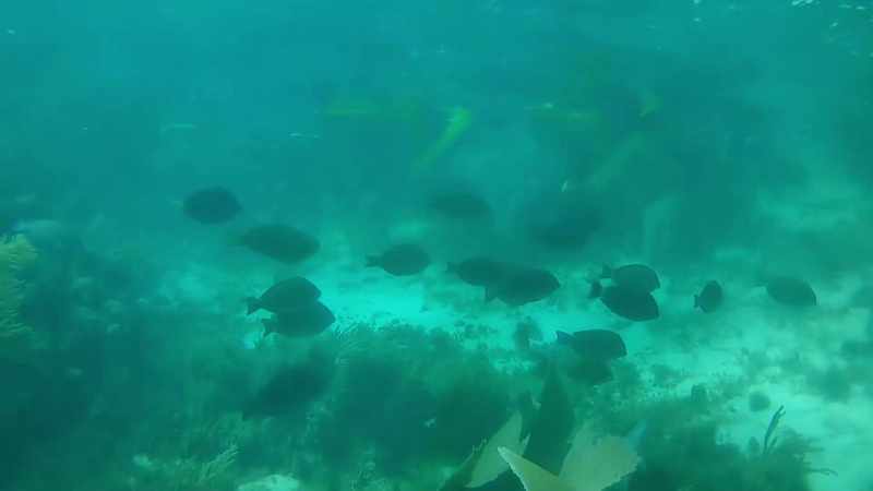 The coral reefs