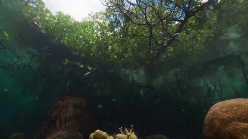 The corals are protected by mangroves