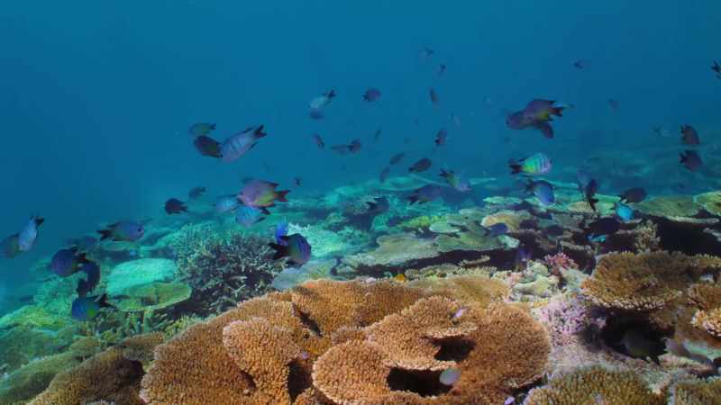 The corals have suddenly turned into white skeletons