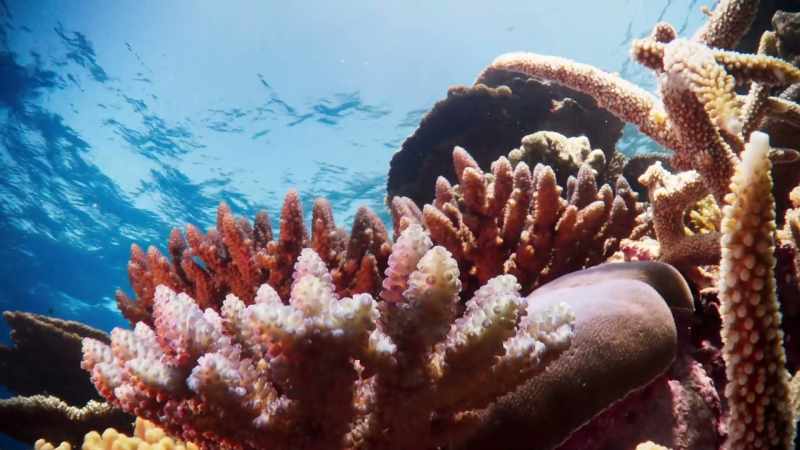 The corals themselves also rely on a partnership