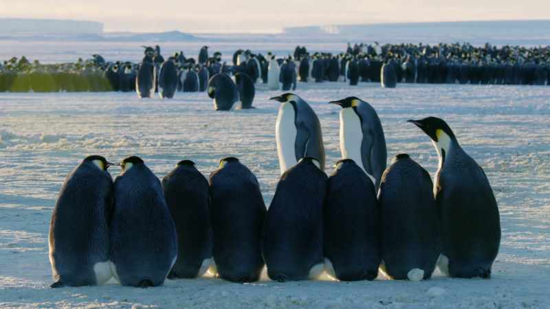 The couples now face weeks of waiting while their eggs develop