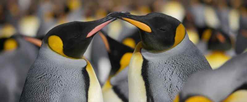 The courting then turns to a carefully choreographed dance