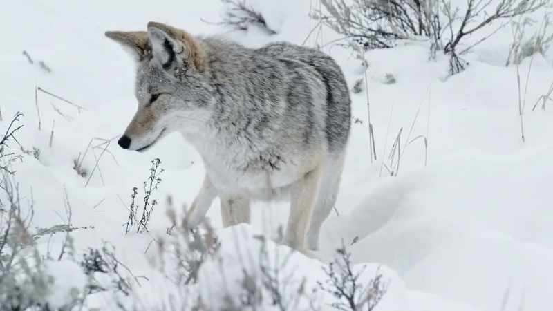 The coyote spends much of its year alone