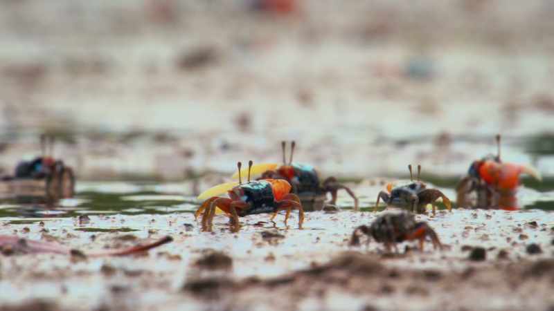The crabs can see objects that are close to them reasonably well