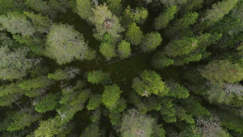 The creatures of the taiga have done everything they can