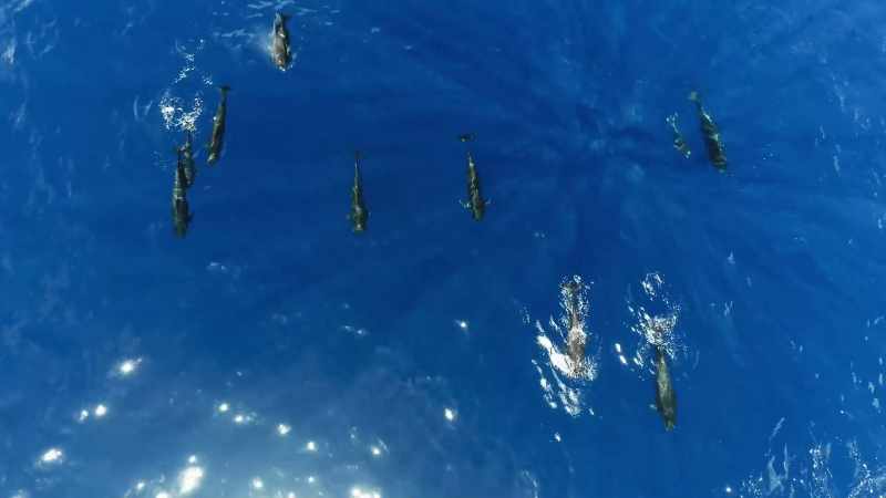 The creatures that live in the big blue