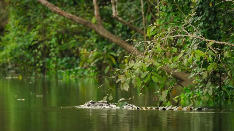 The croc will go hungry this time