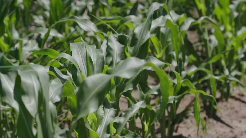 The crops start to thrive