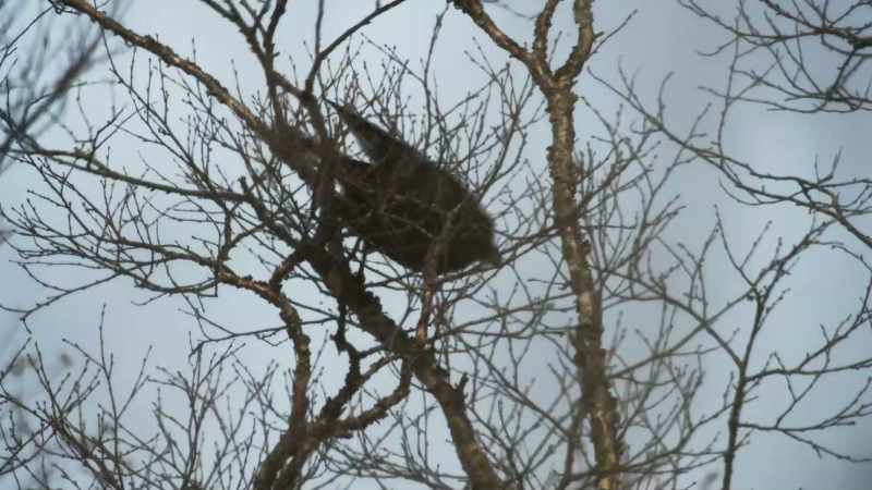 The crows are disturbed