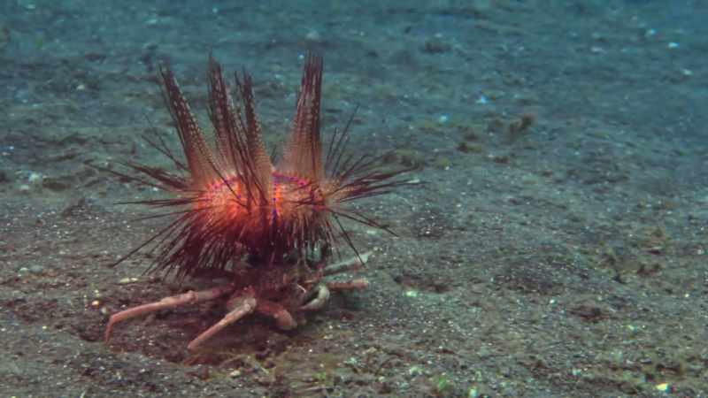 The crustacean provides the fire sea urchin