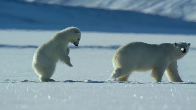 The cub doesn't yet appreciate the need for care