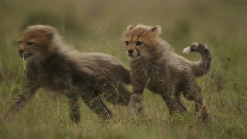 The cubs are ravenous and can't wait to feed
