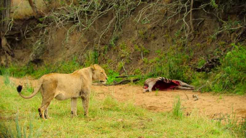 The cub's aunt has been guarding the kill