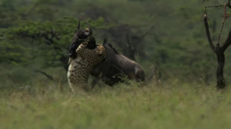 The cubs' father has the wildebeest in his grasp