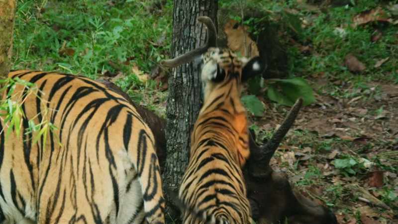 The cubs have doubled in size