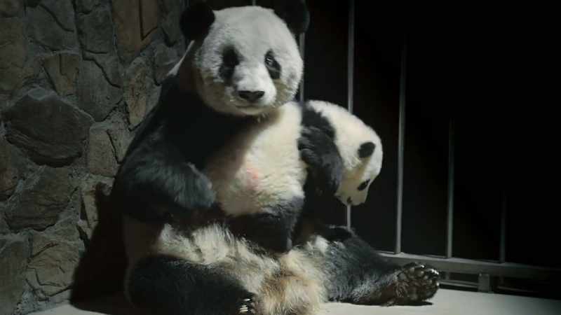 The cubs' mothers were also born at the panda base