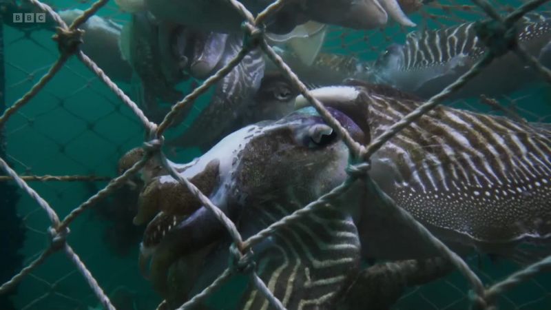 The cuttlefish that gathered here to mate