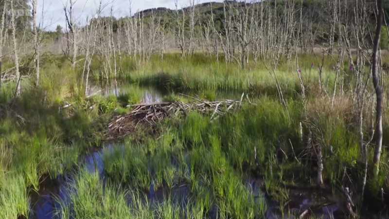 The dam has created a huge wetland