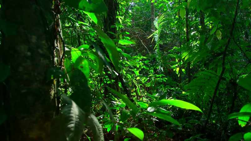 The dark forest floor conceals many predators