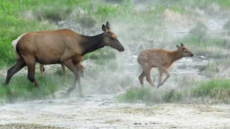 The dawn of a new era for both predators and prey