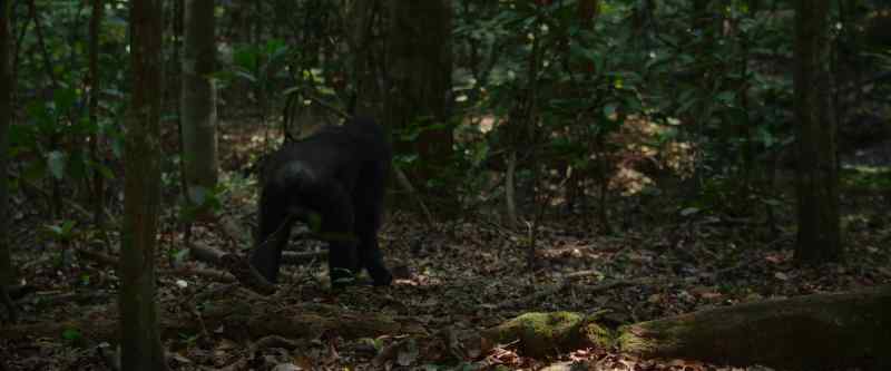 The day begins for a chimp much as it does for us