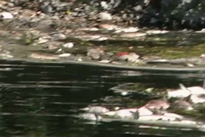 The dead fish were lining the banks, you know, three, four layers deep