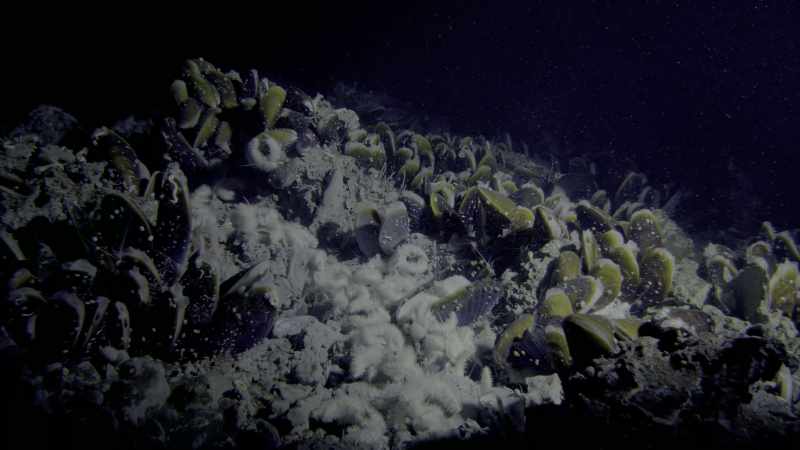 The deep maybe hostile