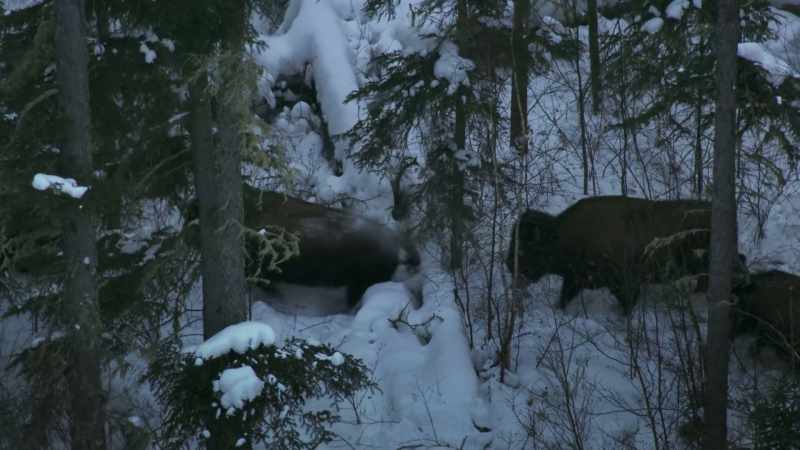 The deep snow slows down both attacked