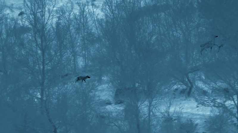 The deer scatter right across the mountainside