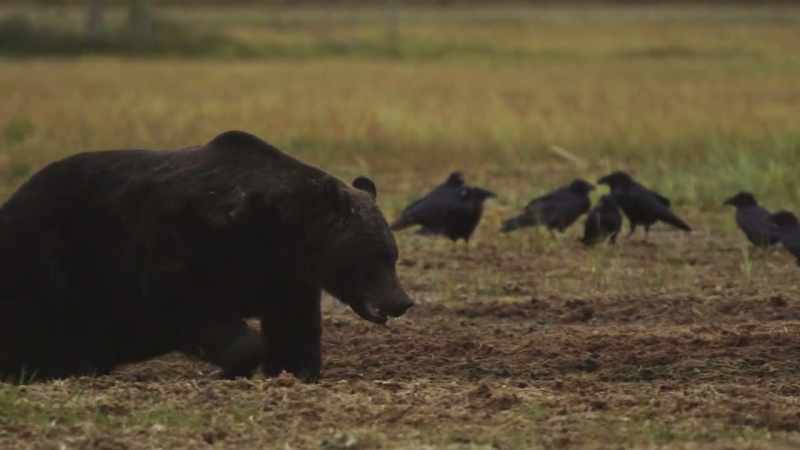 The desperation that comes with autumn is too much for the second bear