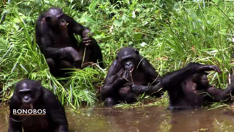 THE DIFFERENCES REALLY COME WHEN YOU WATCH THEIR BEHAVIOR