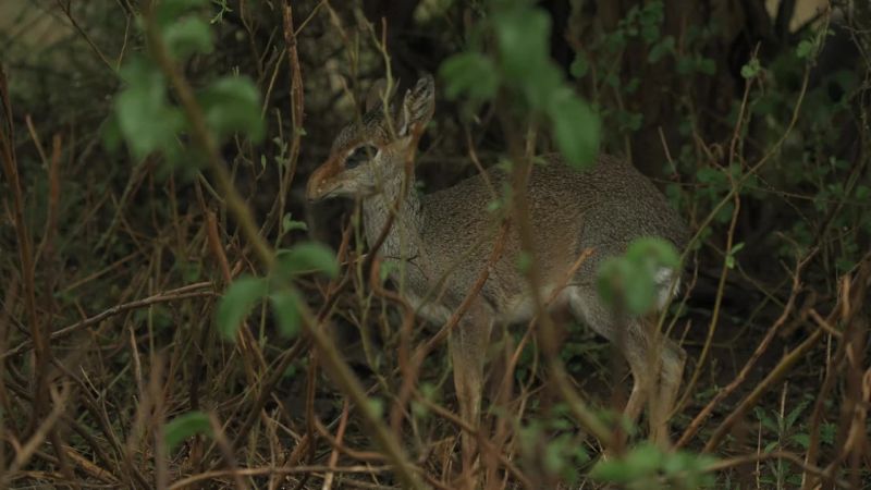 The dikdik tries to hide in the undergrowth