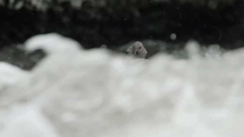 The dipper's hunting grounds are transformed