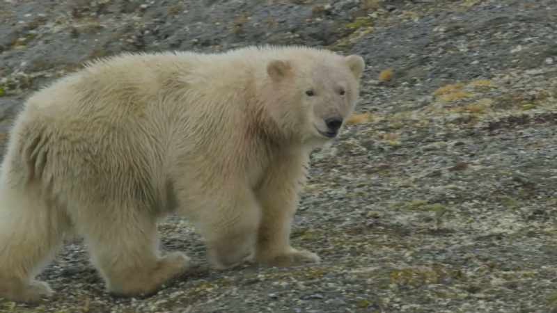 The distress calls of her cubs, however