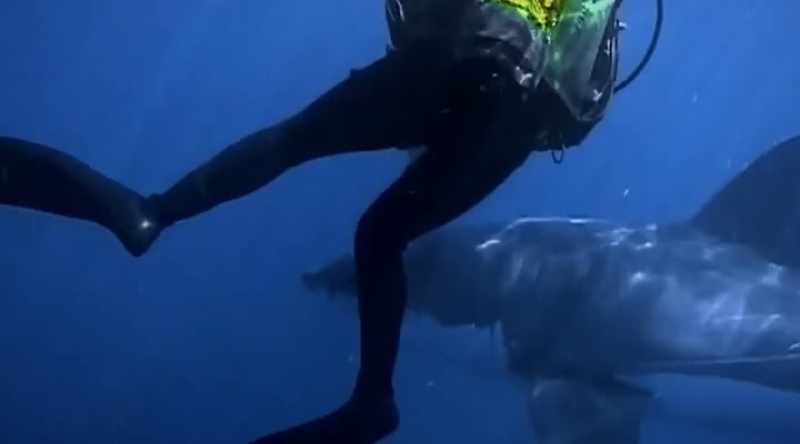 The diver outside the cage was experienced and calm