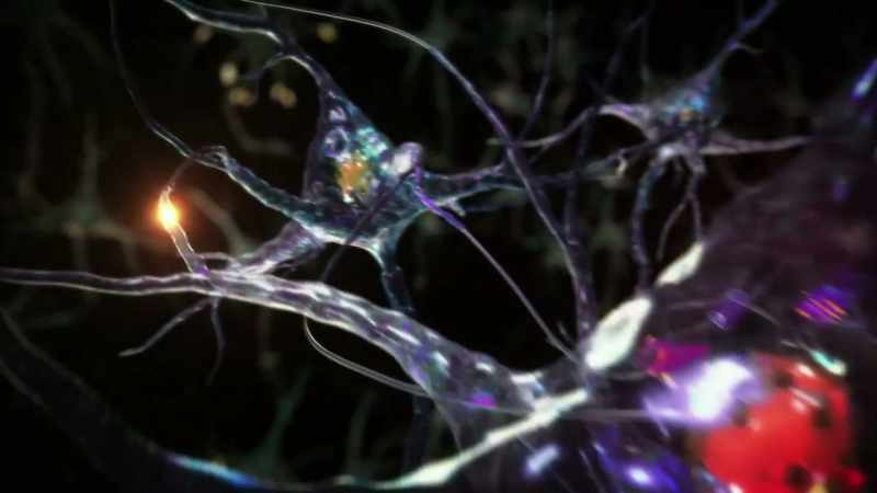 The divided brain gives us two types