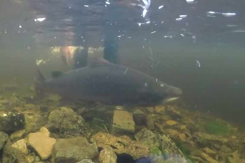 The DNA on the Alta salmon is not like it was before