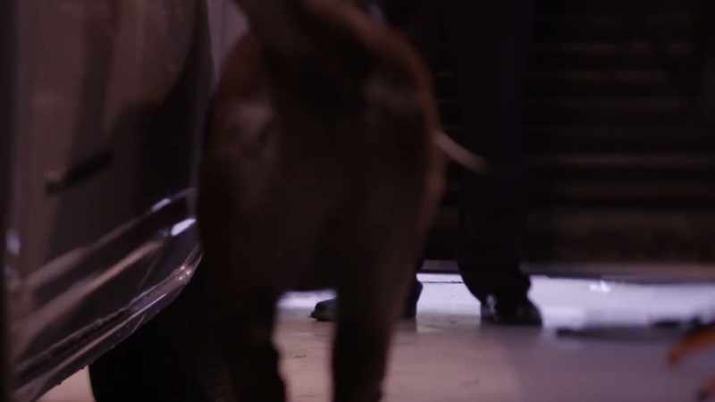 THE DOG CIRCLES THE CAR, SMELLING EVERYTHING