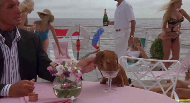 The dog one of life's misunderstood creatures