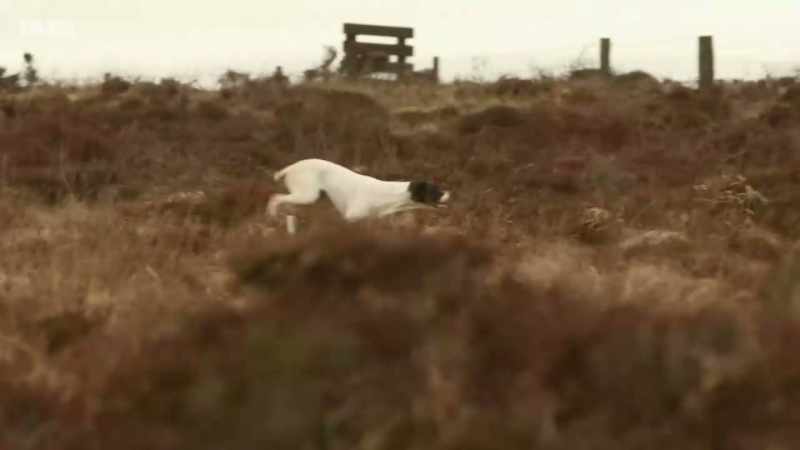 The dog is quartering the ground