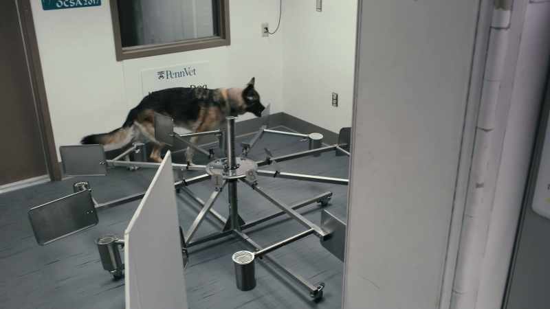 The dogs are constantly processing the information, they're adapting
