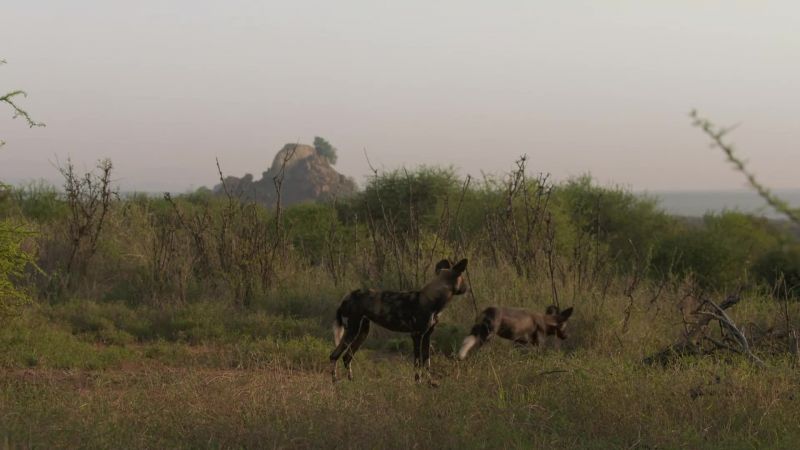 The dogs must regroup and start again