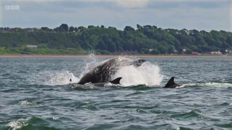 The dolphins have clocked that
